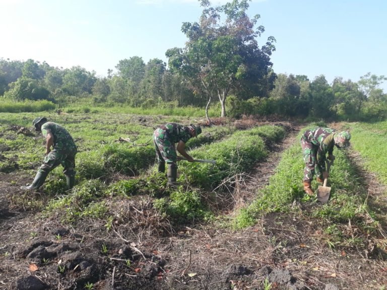 Koramil Aluh-Aluh Lakukan Demplot Untuk Dukung Ketahanan Pangan 2 IMG 20200911 WA0047