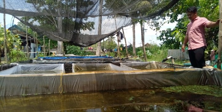 Dari Cuma 6 Ekor Sekarang Sudah Ribuan, Ikan Cupang Karmani Sudah "Terbang" ke Tanggerang dan Jakarta 5 S01114 16494665