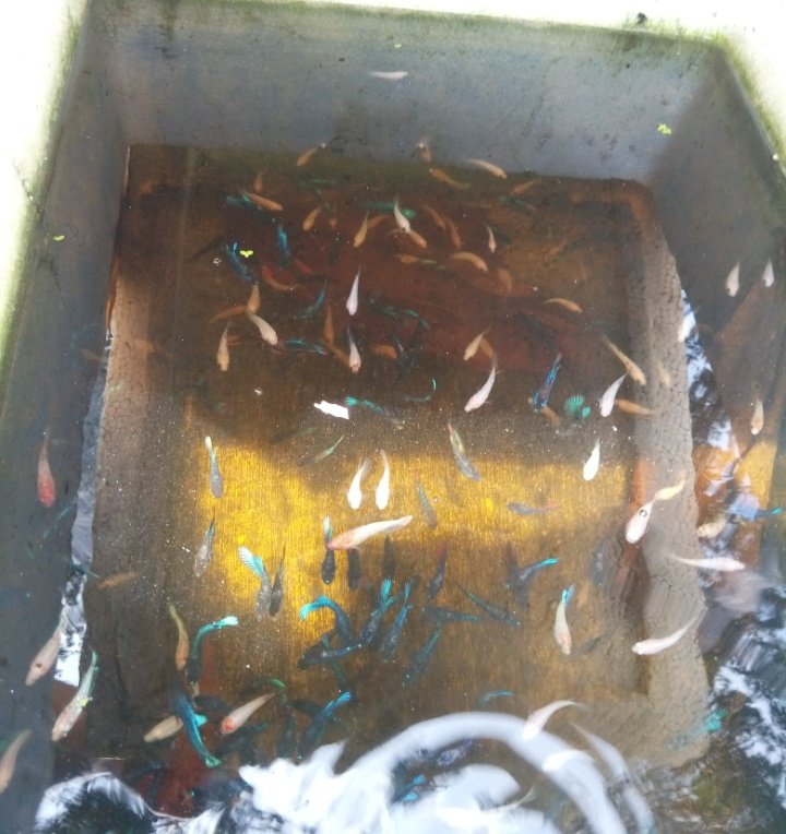 Dari Cuma 6 Ekor Sekarang Sudah Ribuan, Ikan Cupang Karmani Sudah "Terbang" ke Tanggerang dan Jakarta 4 S01114 16495949