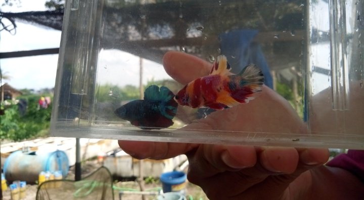 Dari Cuma 6 Ekor Sekarang Sudah Ribuan, Ikan Cupang Karmani Sudah "Terbang" ke Tanggerang dan Jakarta 2 S01114 16501312