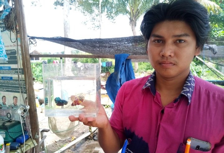 Dari Cuma 6 Ekor Sekarang Sudah Ribuan, Ikan Cupang Karmani Sudah "Terbang" ke Tanggerang dan Jakarta 3 S01114 16504715