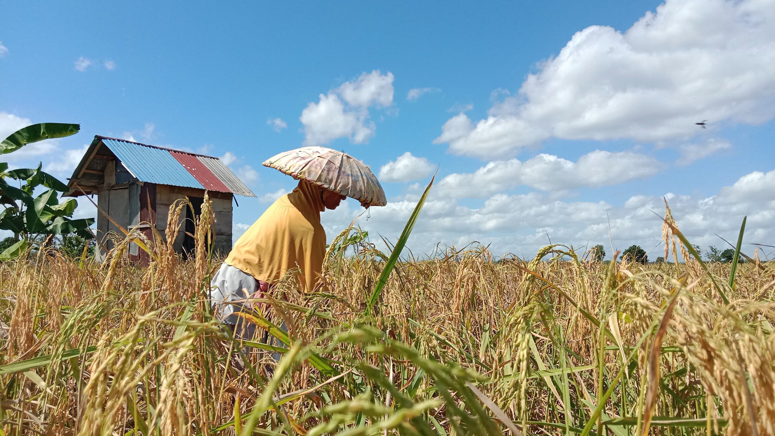 Petani Kelurahan Palam Mulai Kembangkan Program Tanam IP 200 • Redaksi 8